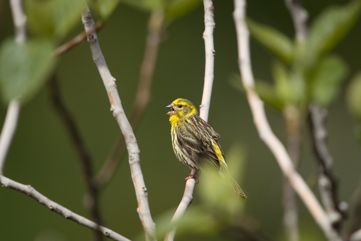 European Serin - ML639543825