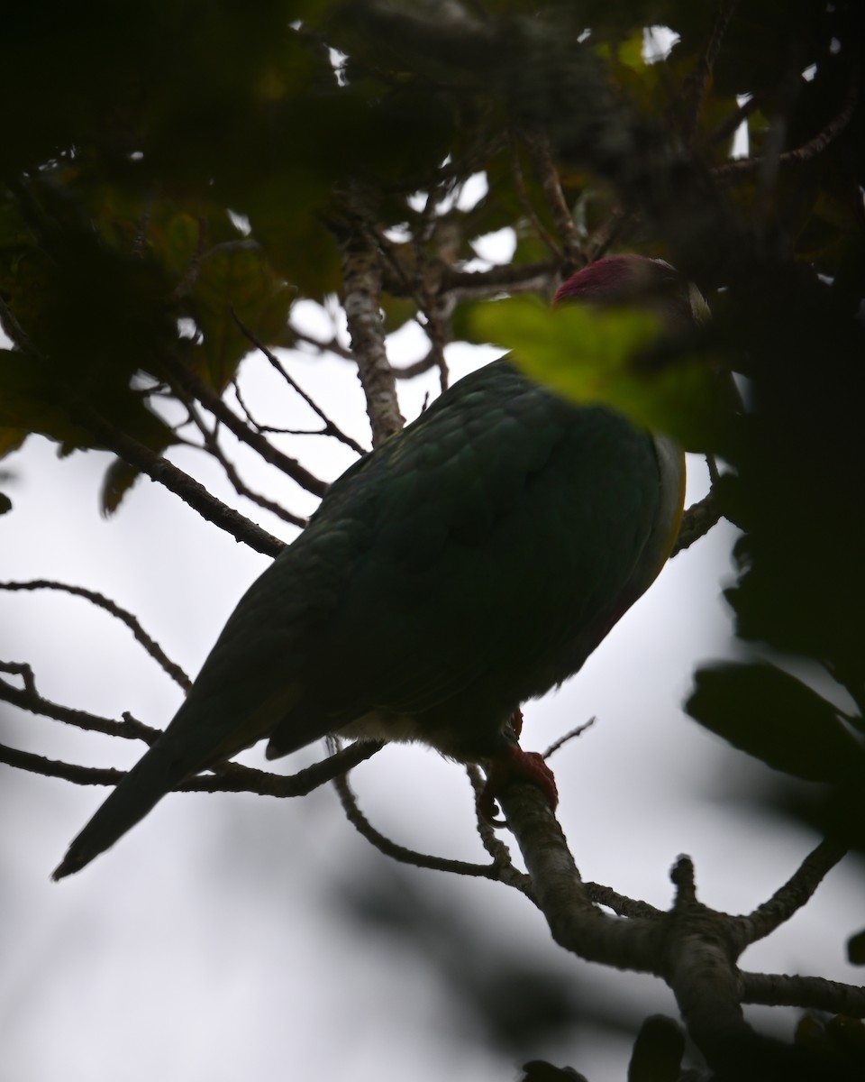 Yellow-breasted Fruit-Dove - ML639543849