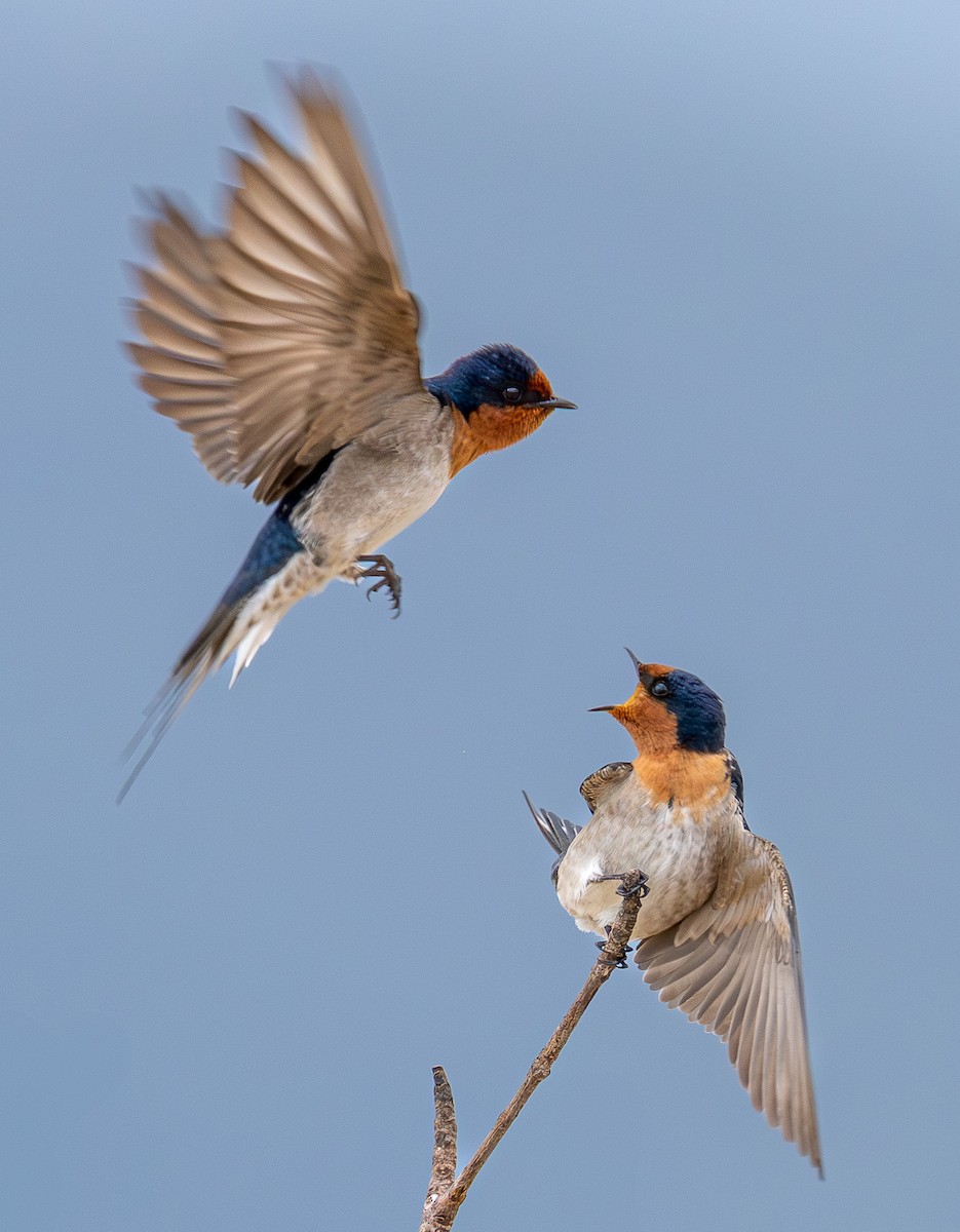 Welcome Swallow - ML639543903