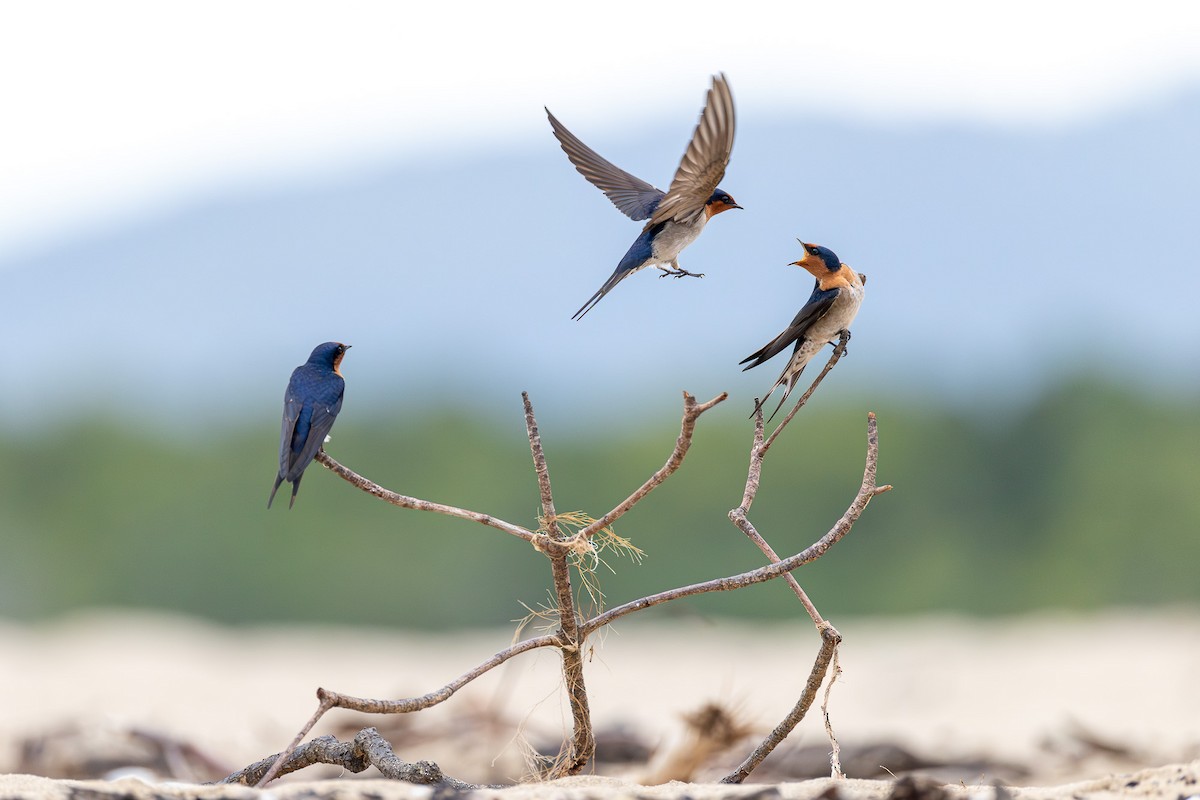 Welcome Swallow - ML639543904