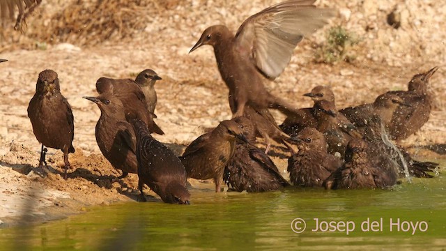 Spotless Starling - ML639544028