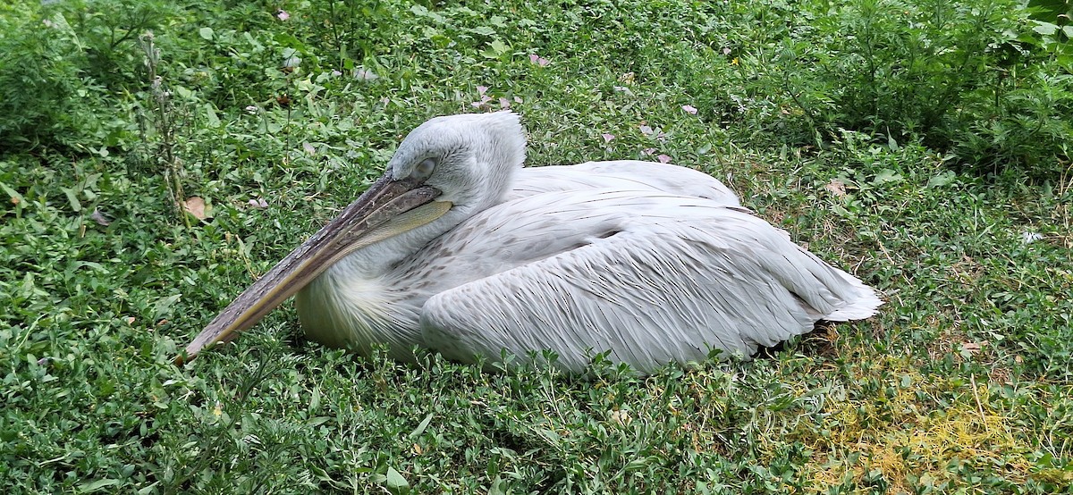 Dalmatian Pelican - ML639544043