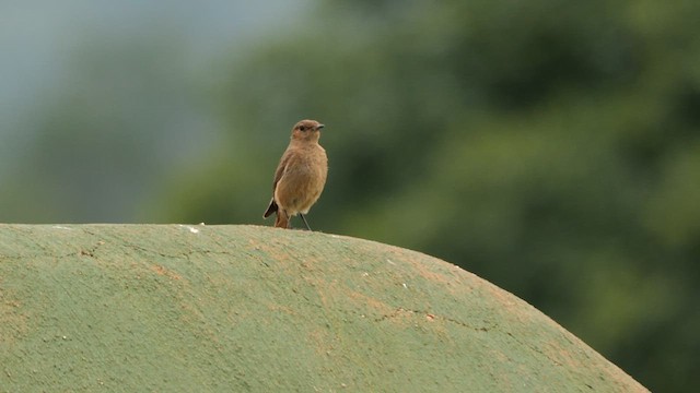 Familiar Chat - ML639544102