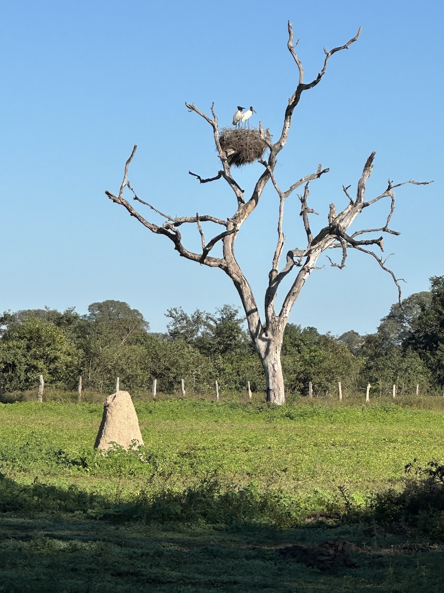 Jabiru - ML639544124