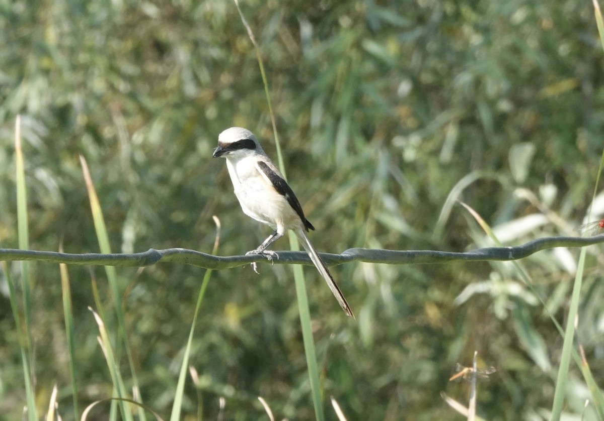 Long-tailed Shrike - ML639544128