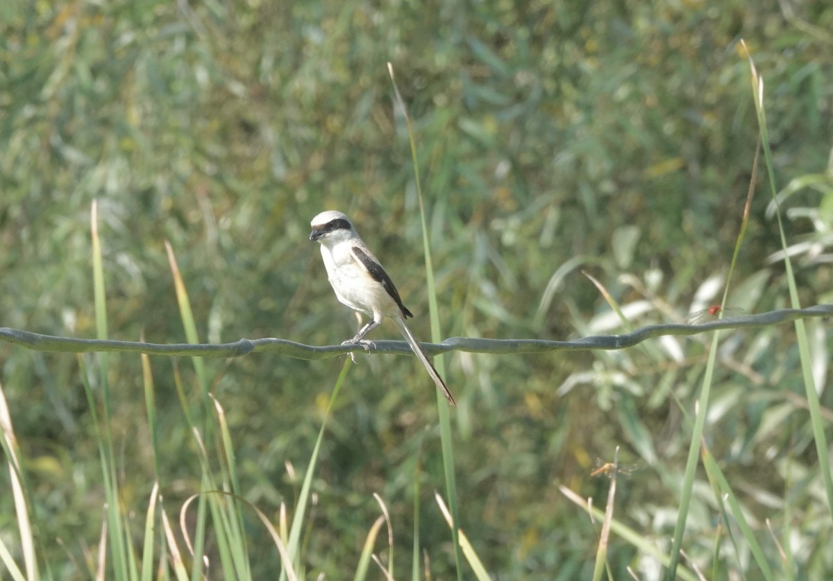 Long-tailed Shrike - ML639544129