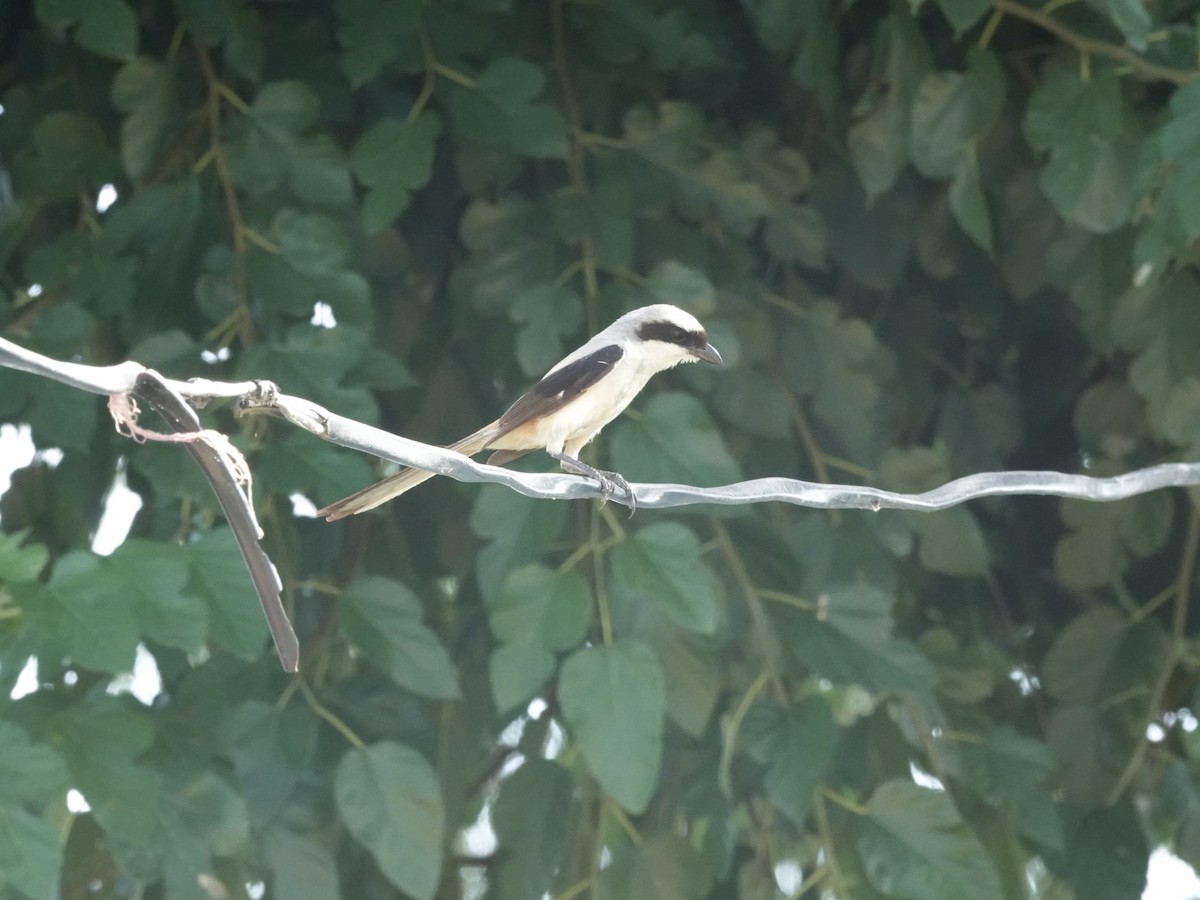 Long-tailed Shrike - ML639544130