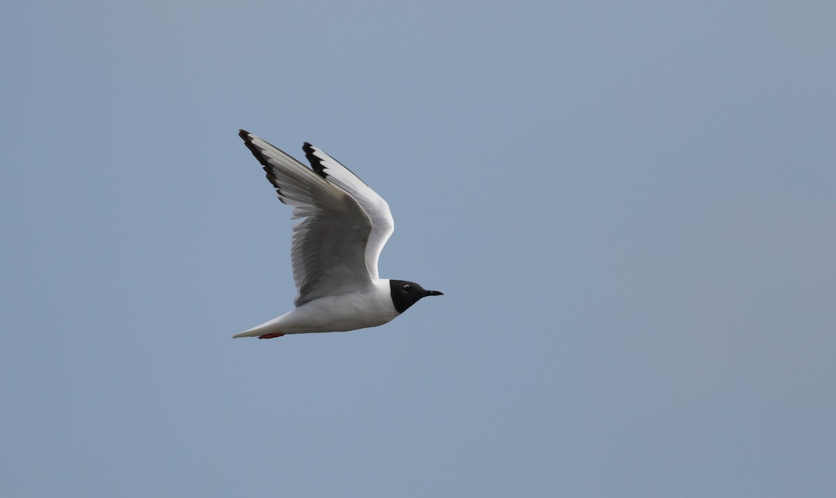 Bonaparte's Gull - ML639544167