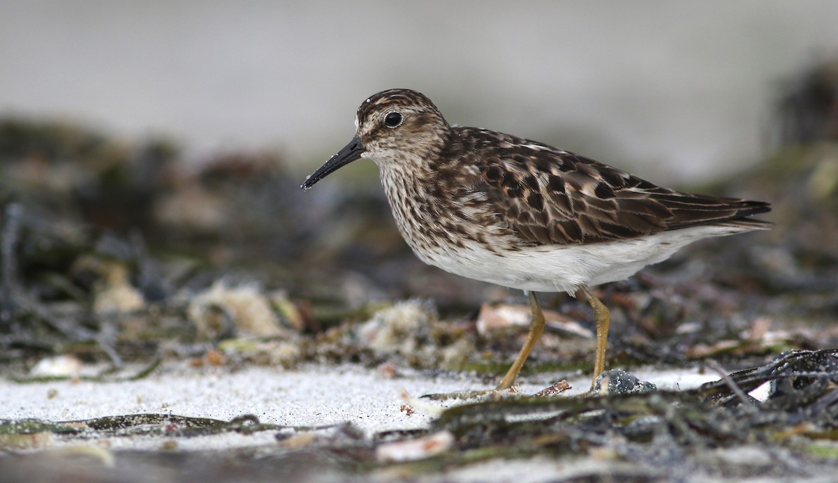 Least Sandpiper - ML639544210