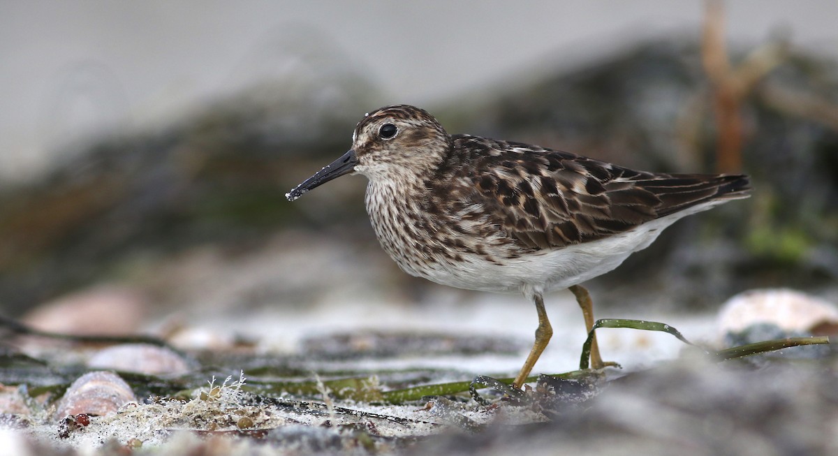 Least Sandpiper - ML639544211