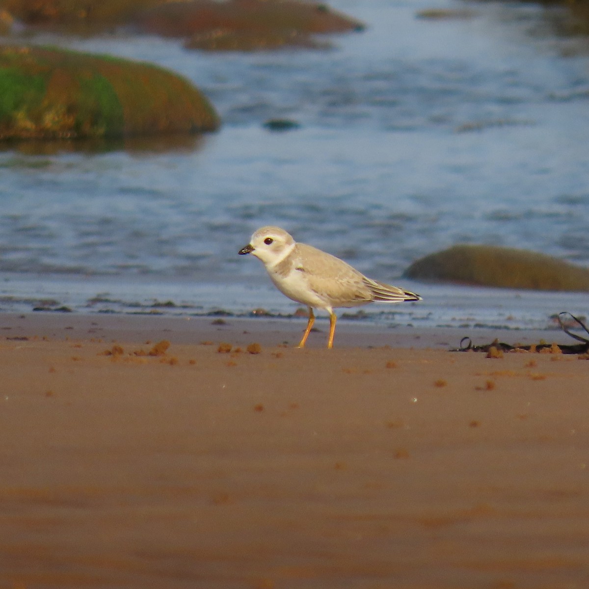 Piping Plover - ML639544225