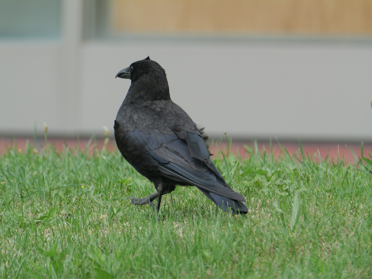 crow sp. - ML639544259