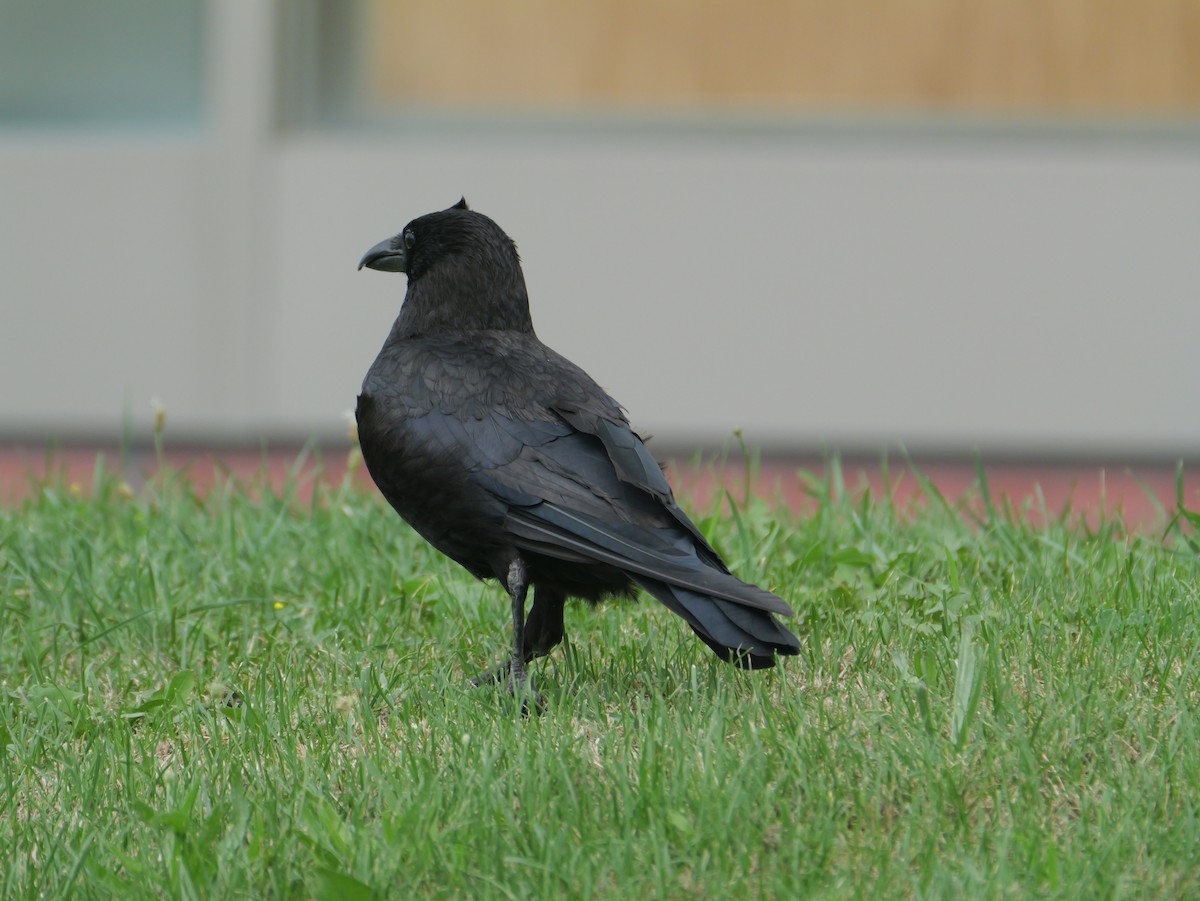 crow sp. - ML639544260