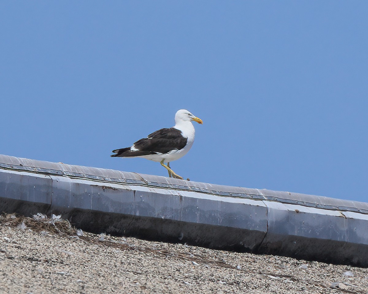 Kelp Gull - ML639544383