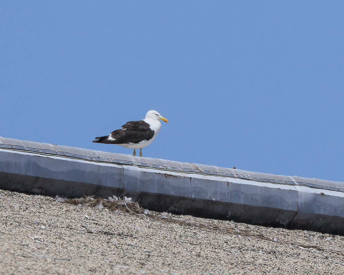 Kelp Gull - ML639544384