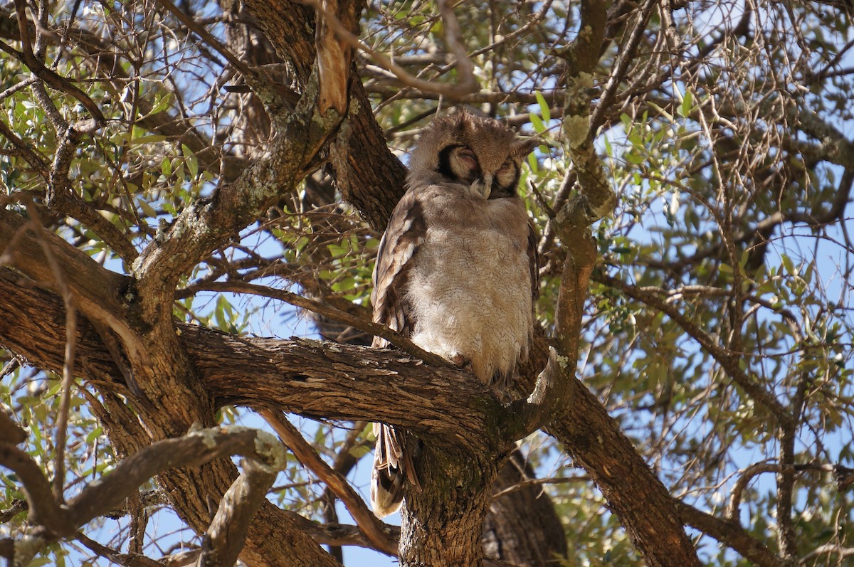 Verreaux's Eagle-Owl - ML639544396