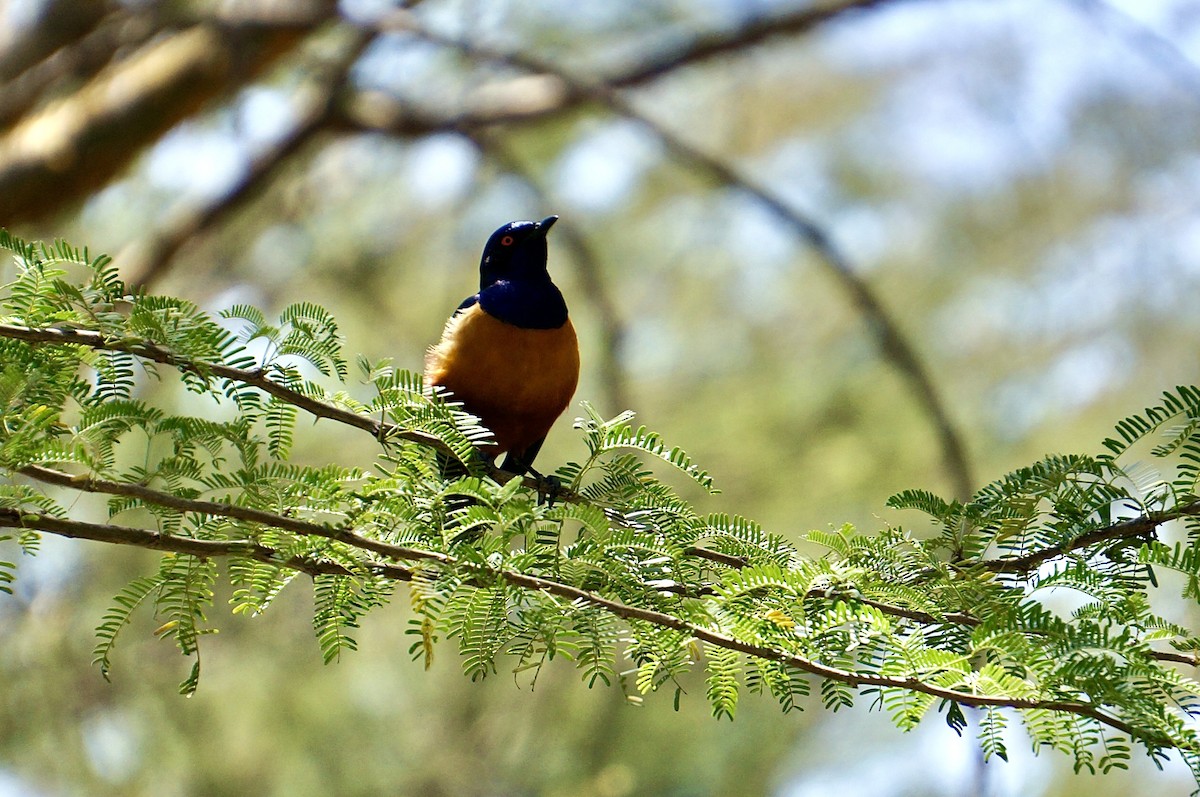 Hildebrandt's Starling - ML639544454