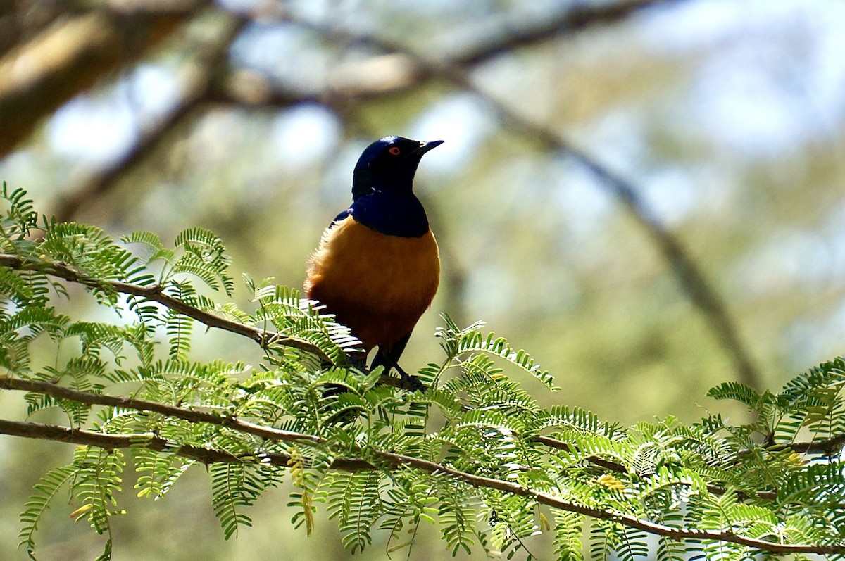 Hildebrandt's Starling - ML639544455