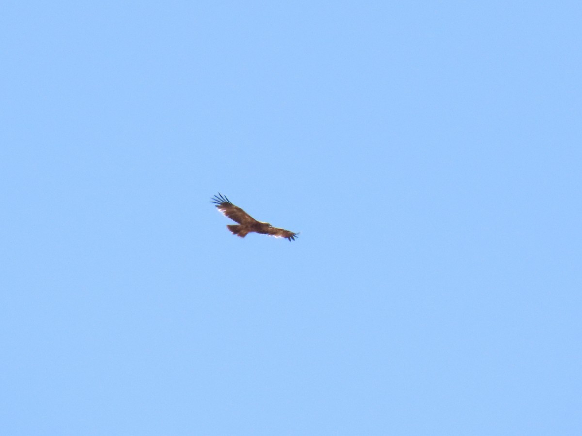 Spanish Eagle - ML639544461