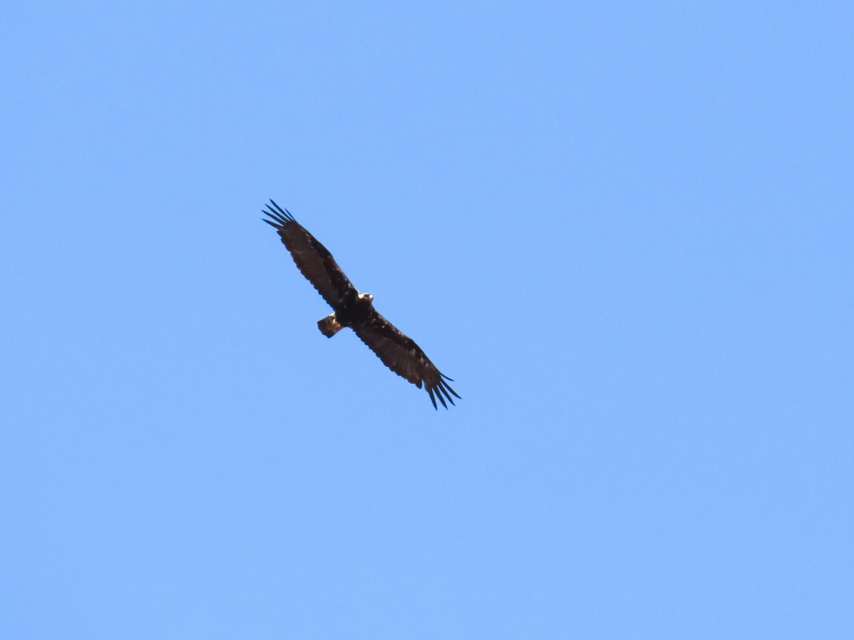 Spanish Eagle - ML639544463