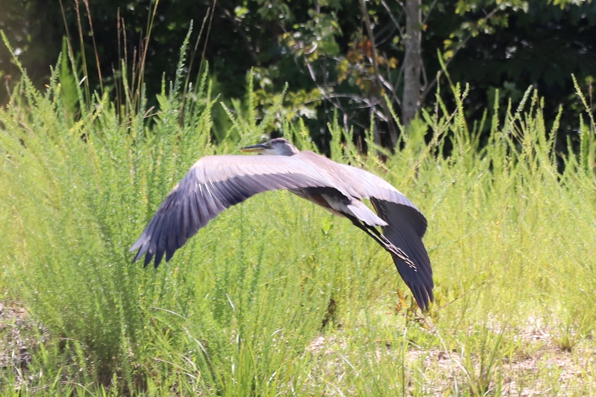 Great Blue Heron - ML639544507
