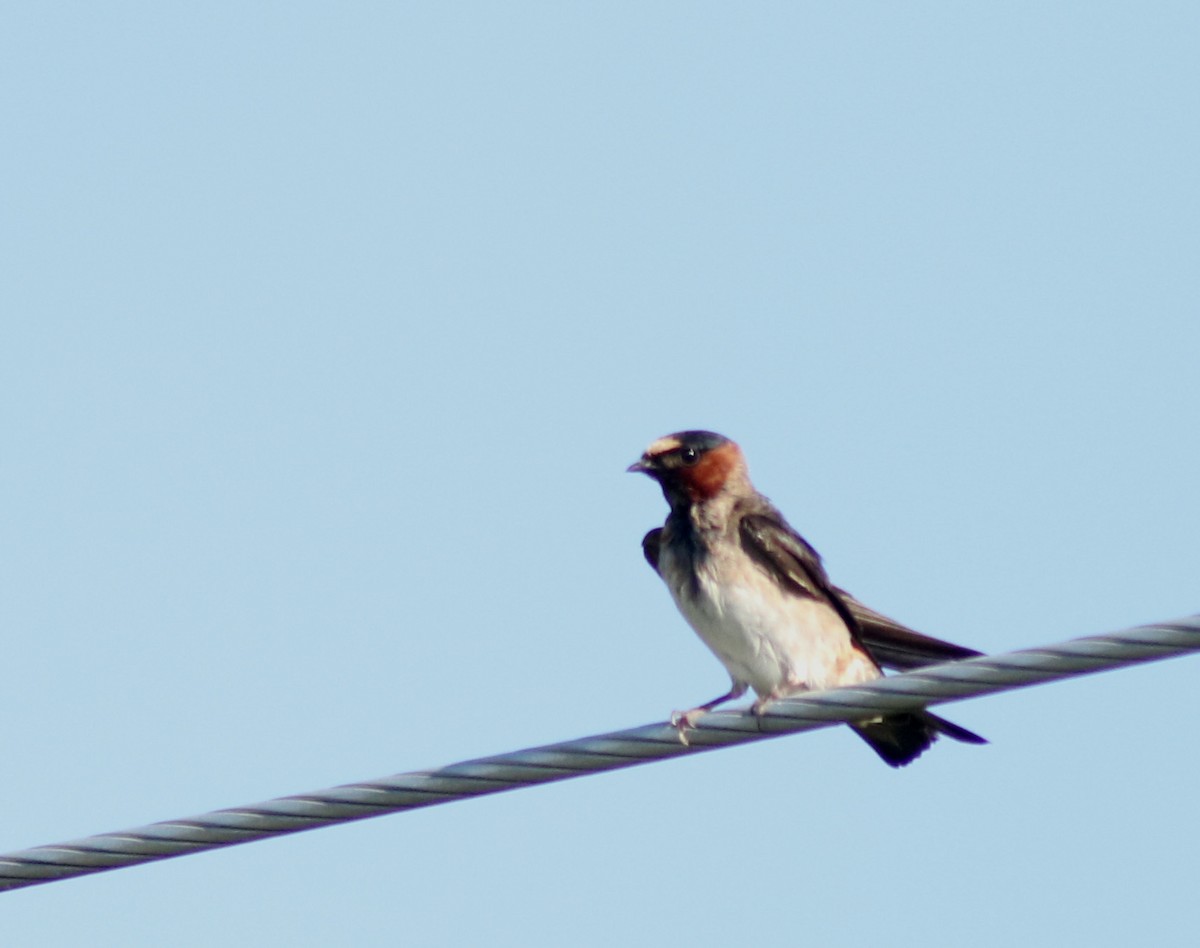 Cliff Swallow - ML639544510