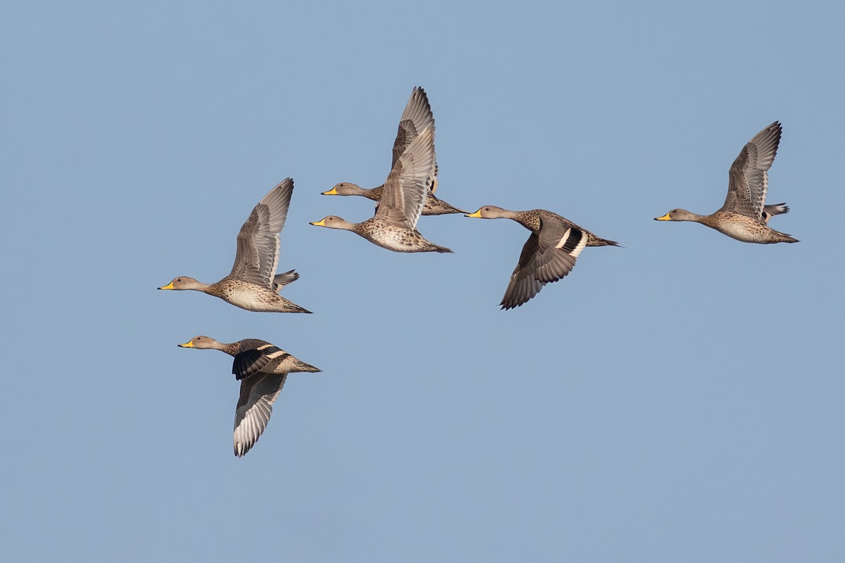 Yellow-billed Pintail - ML639544532