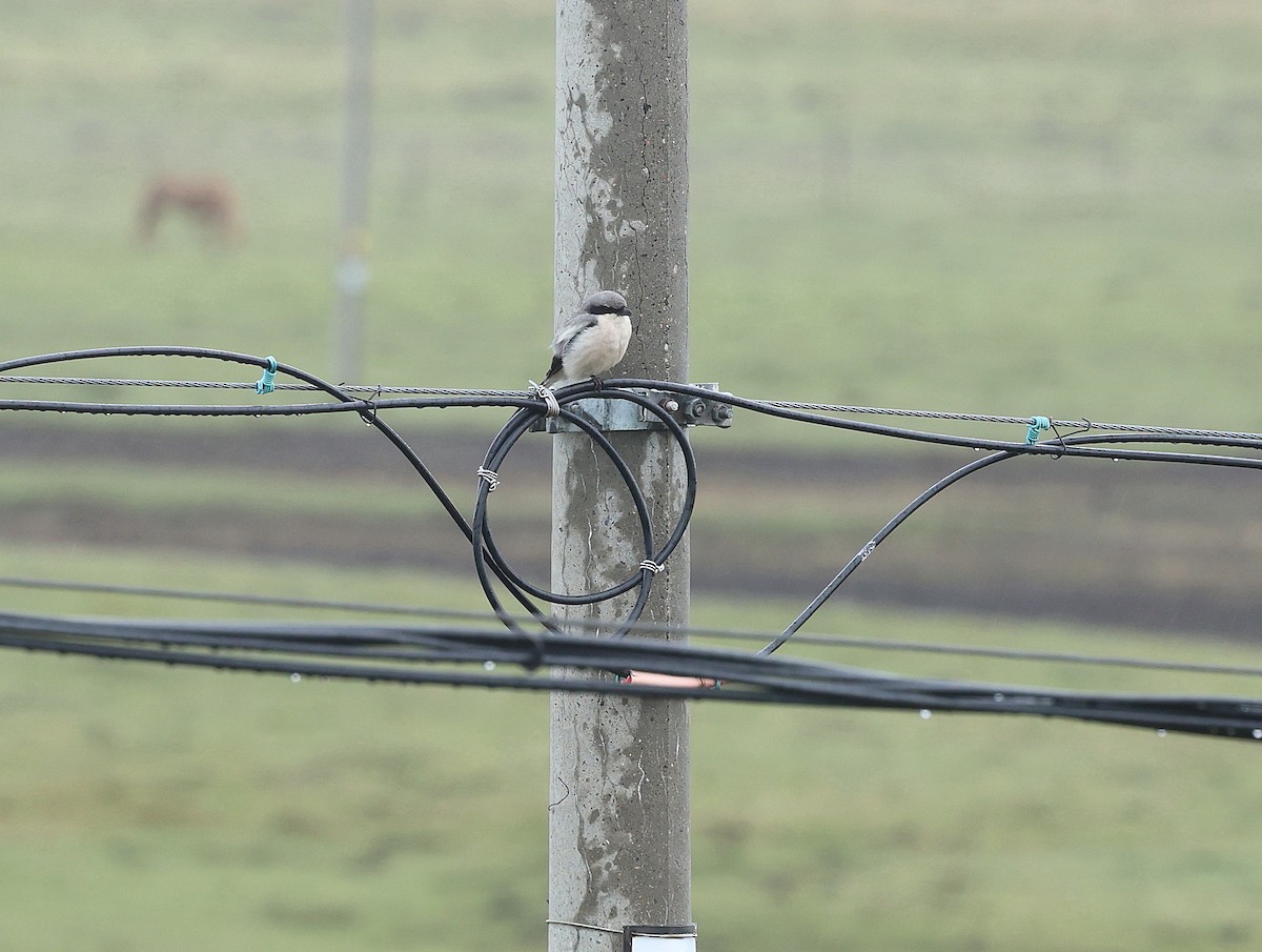 Giant Shrike - ML639544561