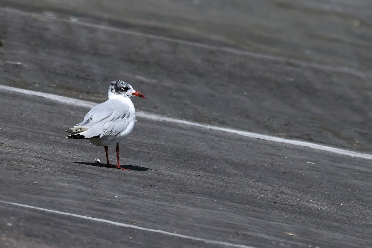 ニシズグロカモメ - ML639544573