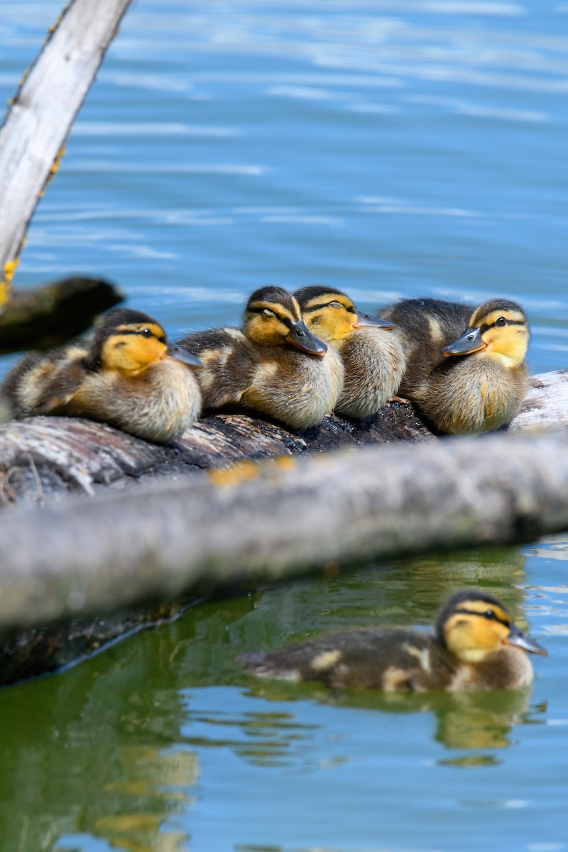 Mallard - ML639544641