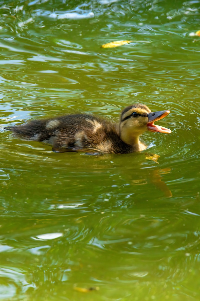 Mallard - ML639544642