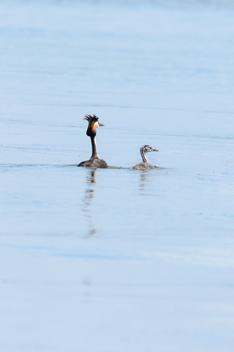Great Crested Grebe - ML639544646