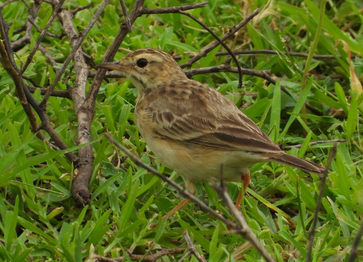 Paddyfield Pipit - ML639544812