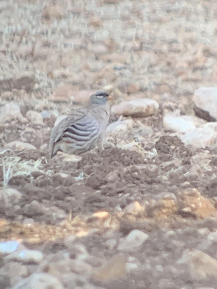 See-see Partridge - ML639544846