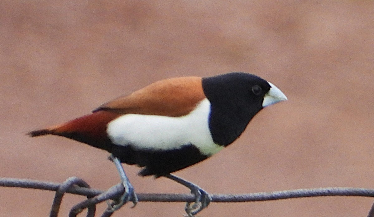 Tricolored Munia - ML639544858