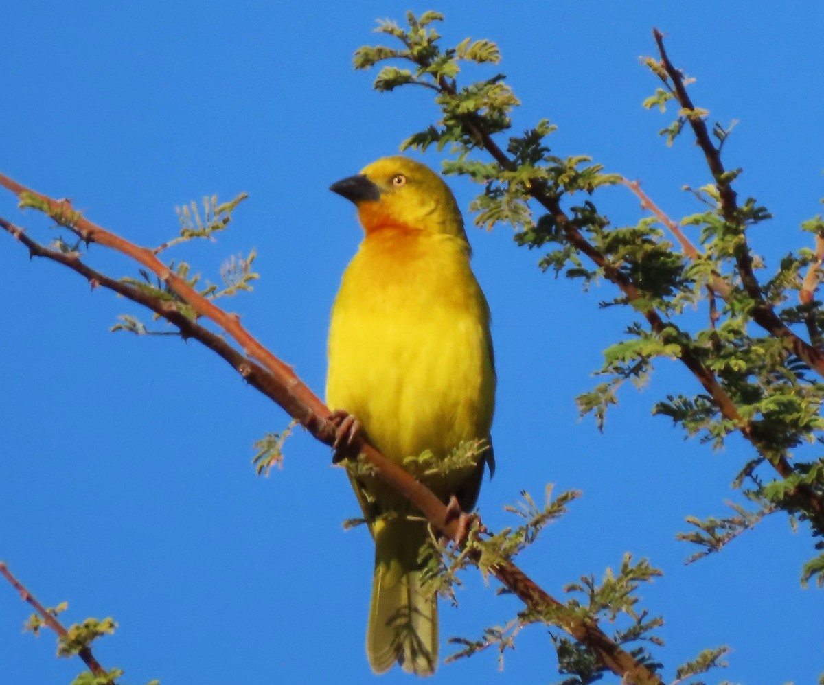 Holub's Golden-Weaver - ML639544884