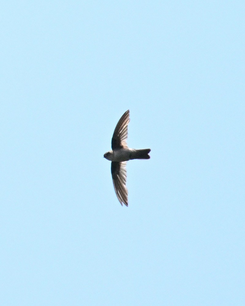 Philippine Swiftlet - ML639544886