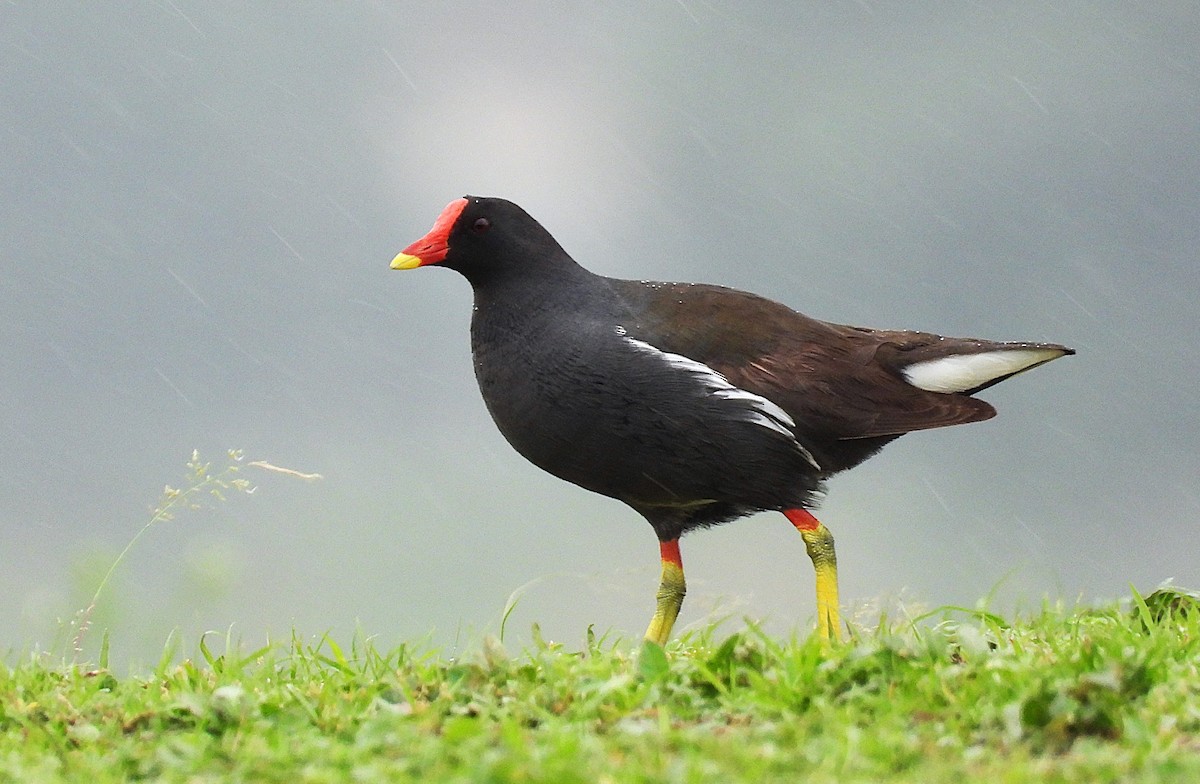 Gallinella d'acqua - ML639544925