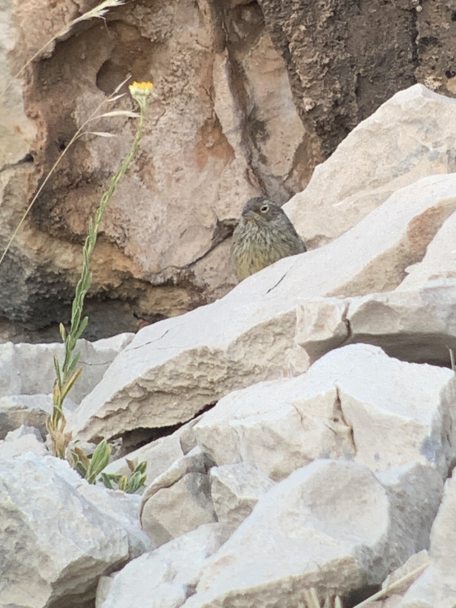Cinereous Bunting - ML639544947