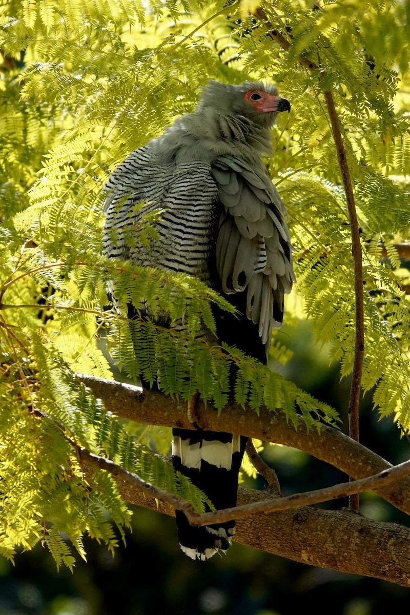 Madagascar Harrier-Hawk - ML639545106