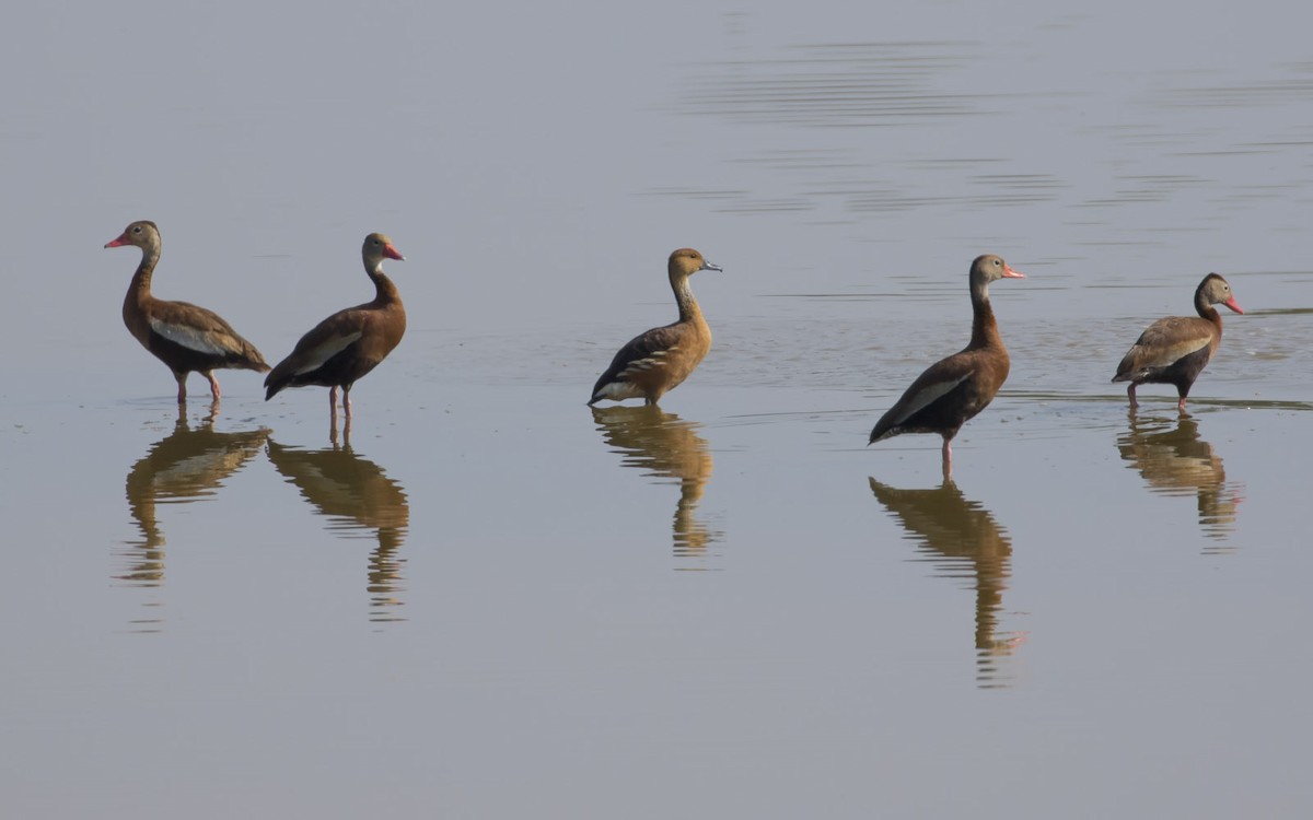 Dendrocygne fauve - ML63954511