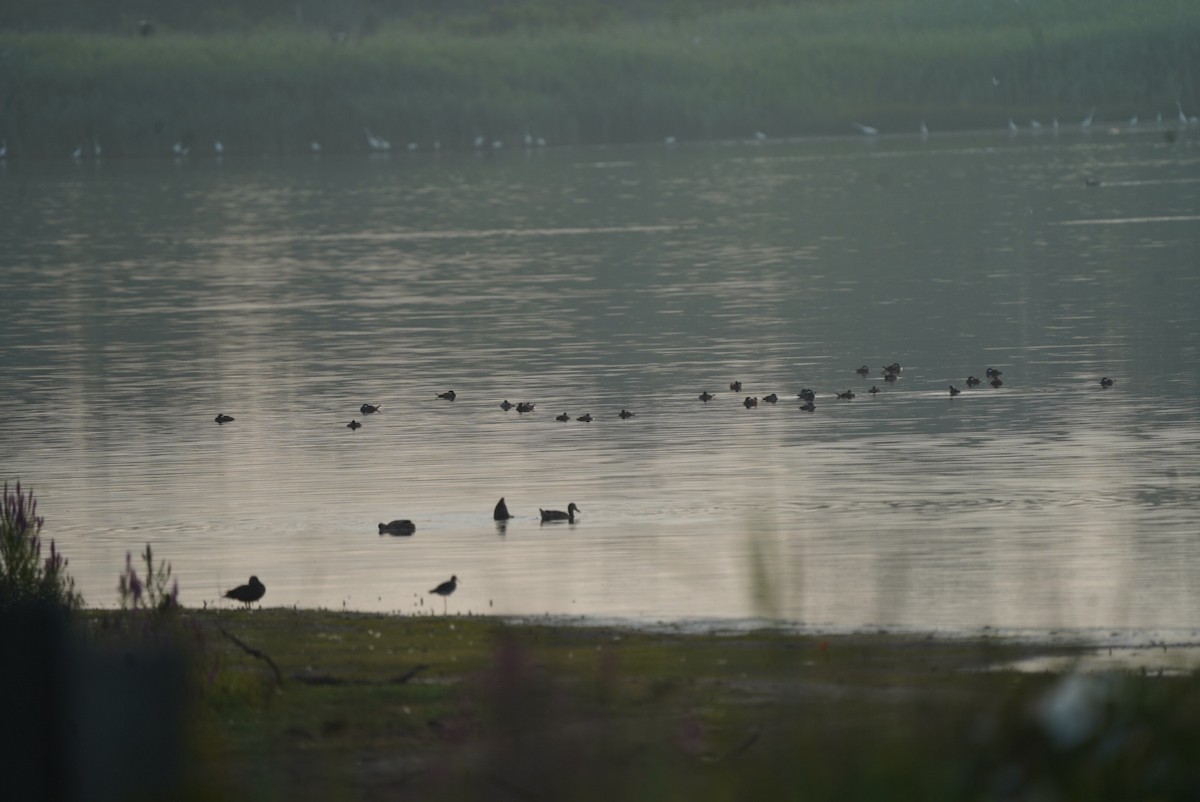 Ruddy Duck - ML639545146
