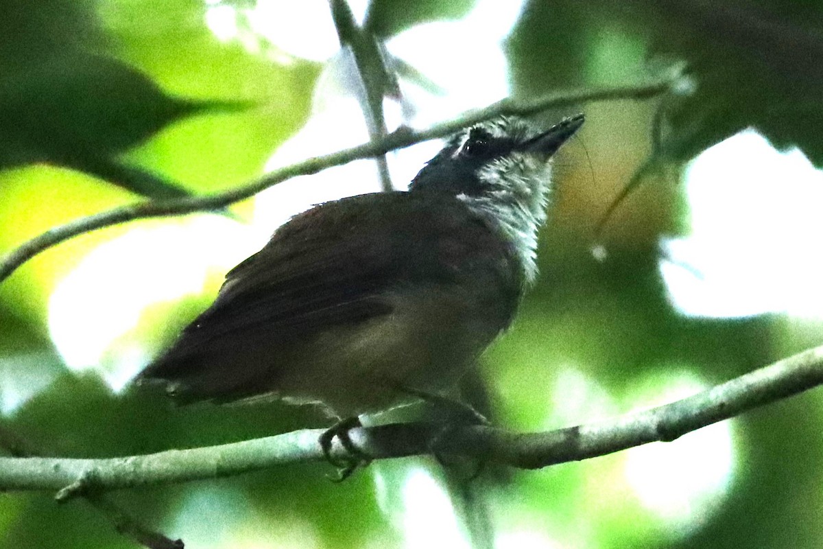 Gray-breasted Babbler - ML639545207
