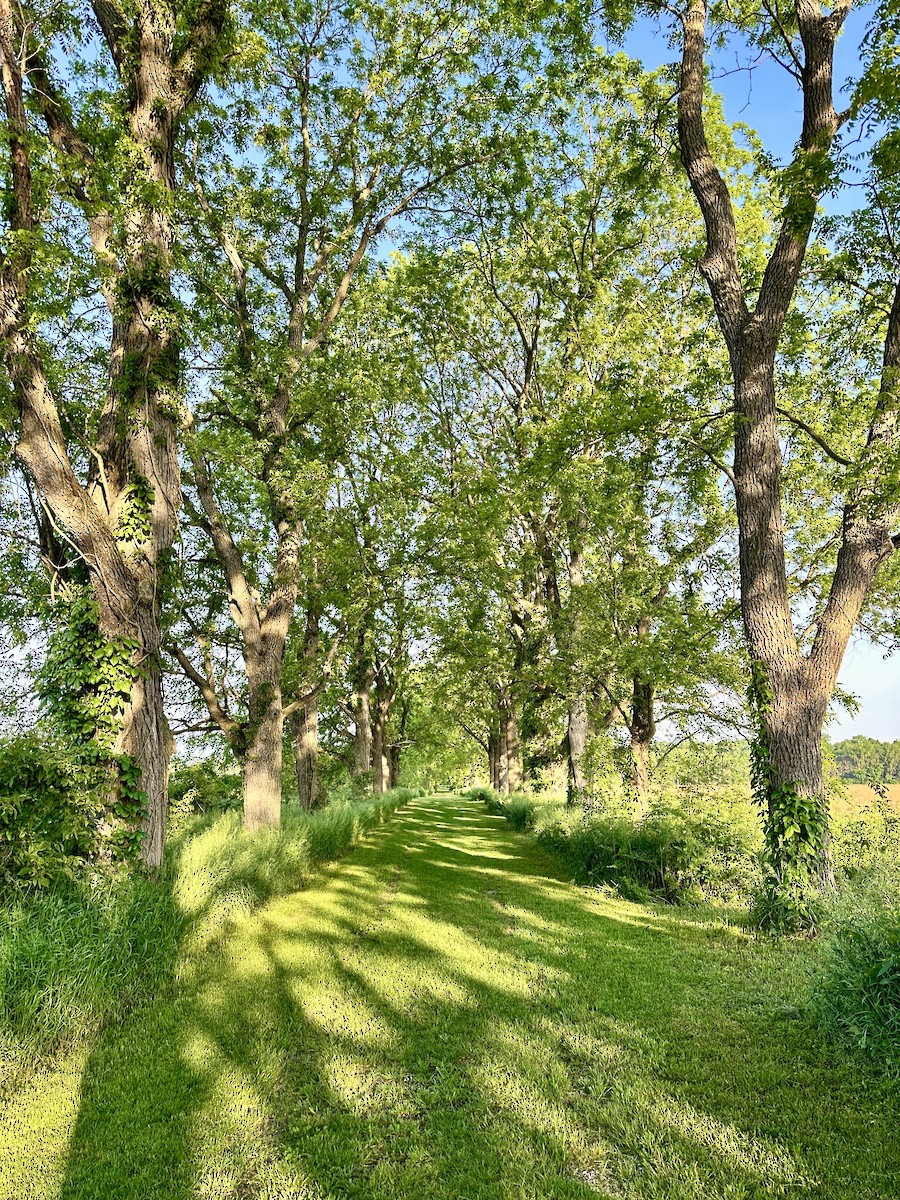 Vesper Sparrow - ML639545298