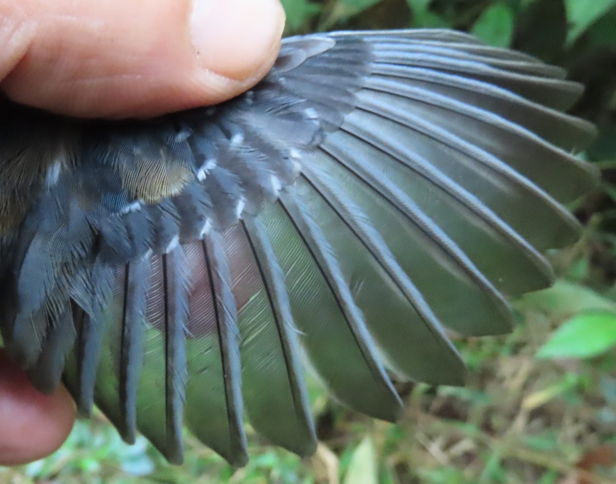 Long-winged Antwren - ML639545304