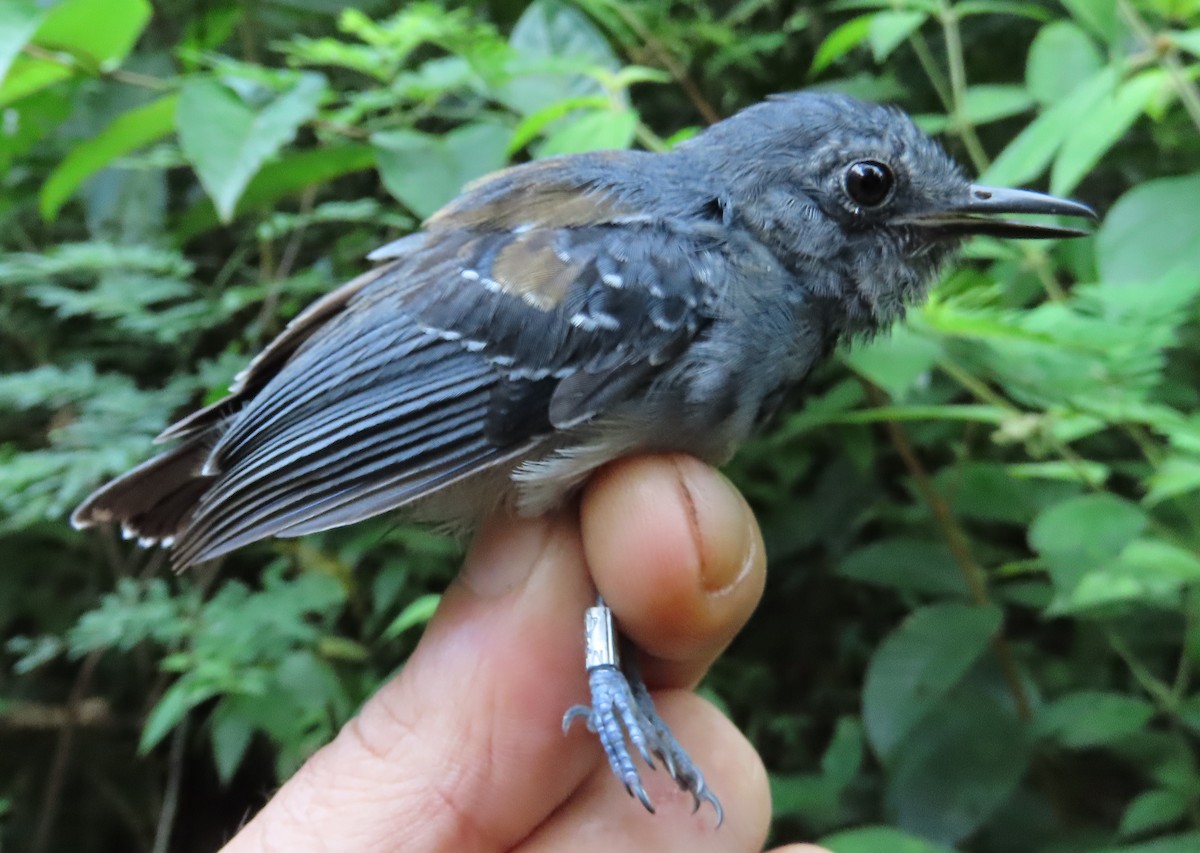 Long-winged Antwren - ML639545307