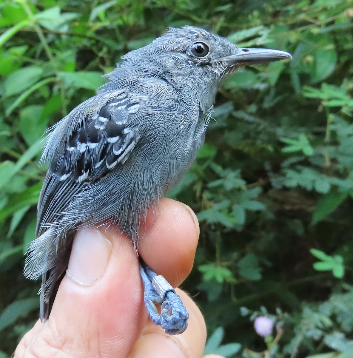 Gray Antwren - ML639545308