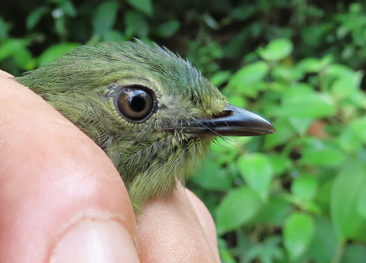 White-fronted Manakin - ML639545315
