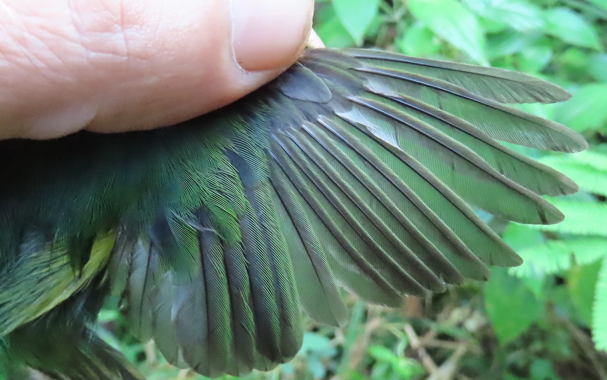 White-fronted Manakin - ML639545318