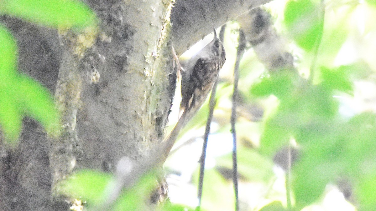 Hodgson's Treecreeper - ML639545324